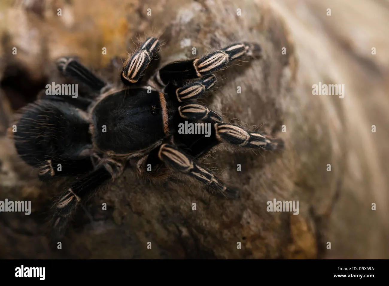 22258 zebra knee tarantula shedding