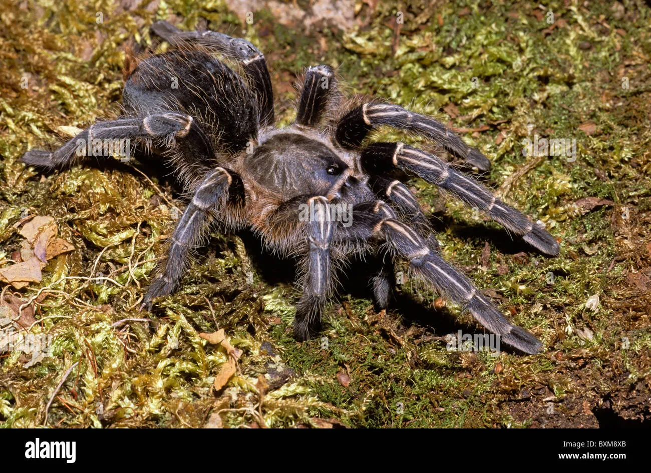 /img/22258-zebra-knee-tarantula-substrate.webp