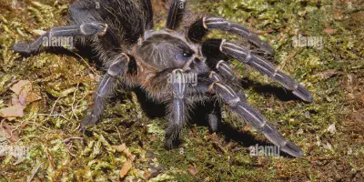 /img/22258-zebra-knee-tarantula-substrate.webp