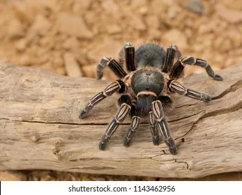 22258 zebra knee tarantula water bowl