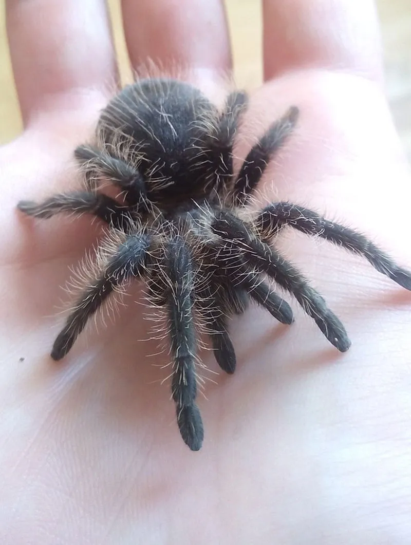 22259 tarantula bite closeup