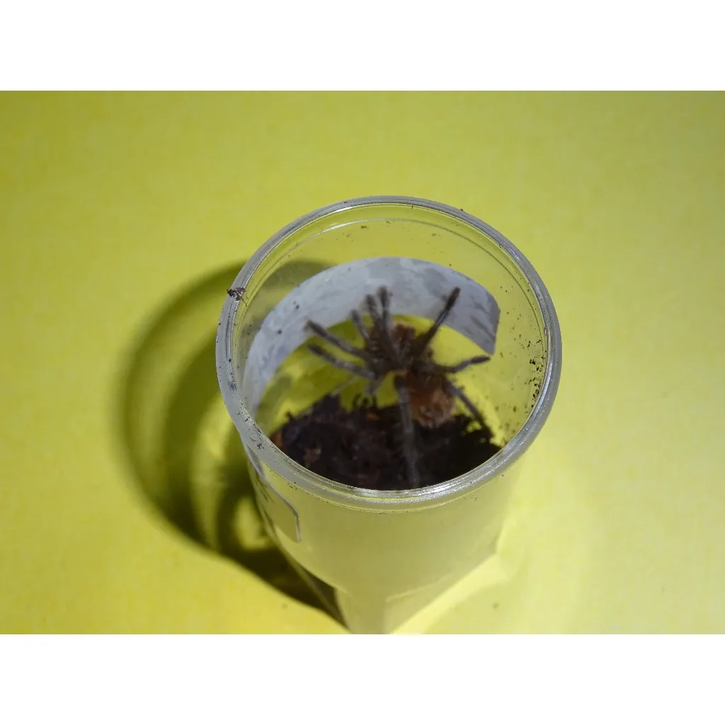 22260 brazilian woolly black tarantula enclosure