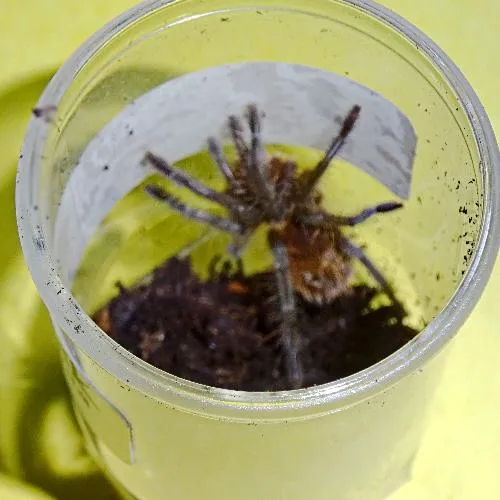 22260 brazilian woolly black tarantula feeding