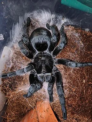 22260 brazilian woolly black tarantula handling