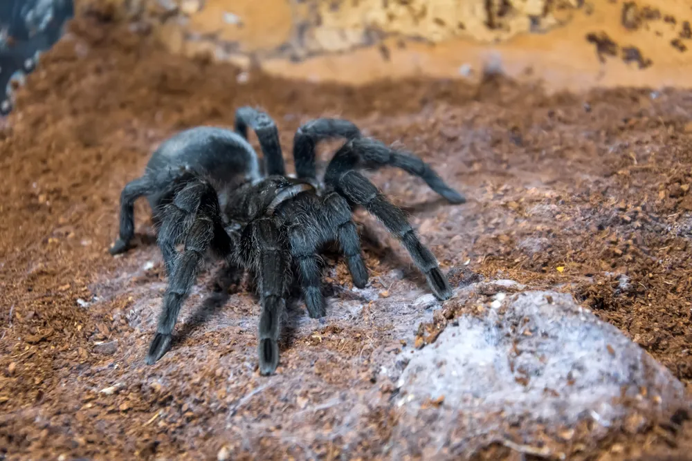 22260 brazilian woolly black tarantula molting