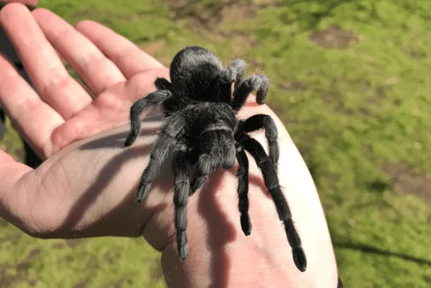 22260 brazilian woolly black tarantula size