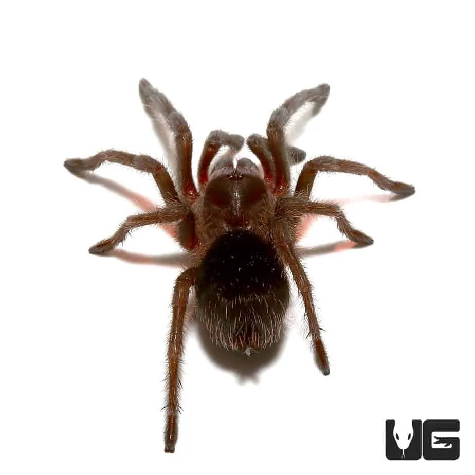 /img/22260-brazilian-woolly-black-tarantula-species.webp