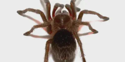 /img/22260-brazilian-woolly-black-tarantula-species.webp