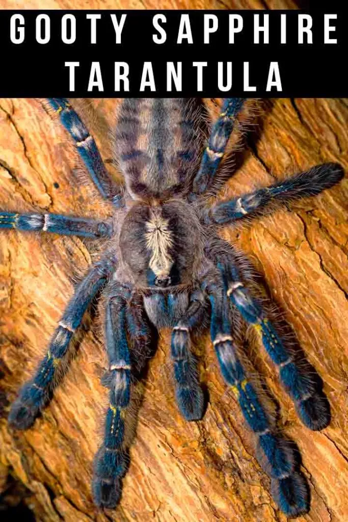 22261 gooty sapphire tarantula blue coloration