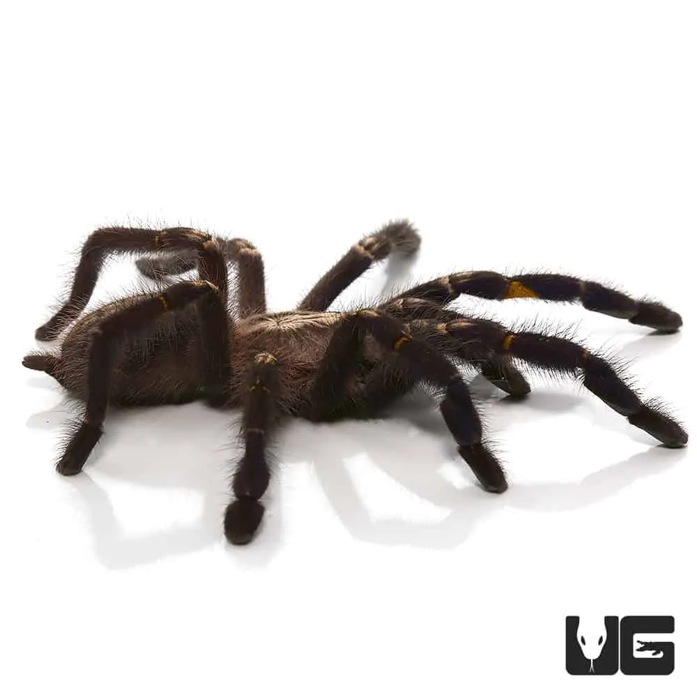 22261 gooty sapphire tarantula breeding