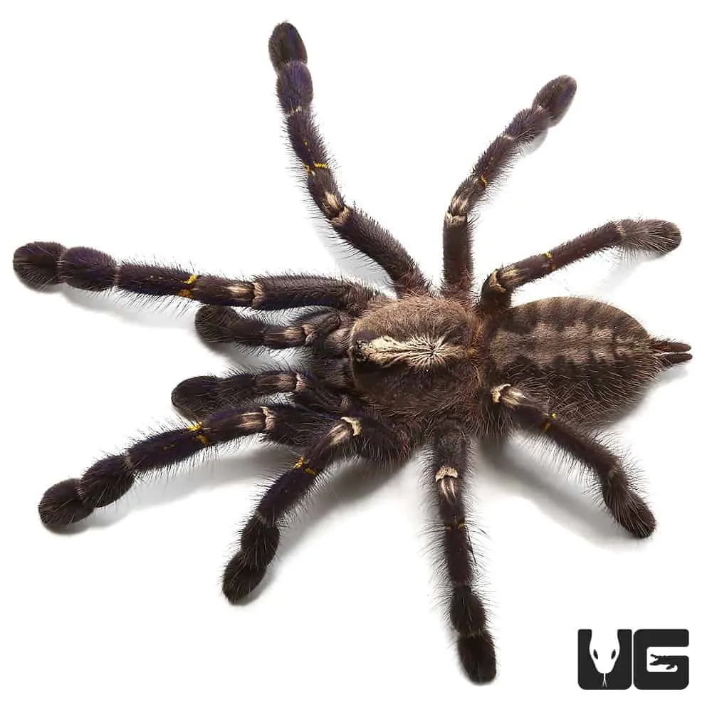 22261 gooty sapphire tarantula collectors