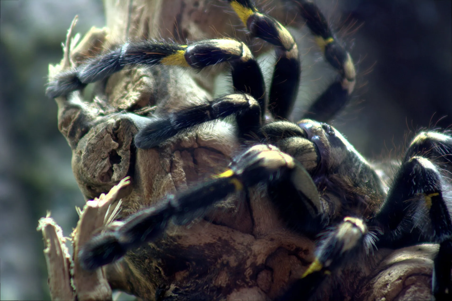 /img/22261-gooty-sapphire-tarantula-handling.webp