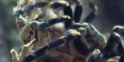 /img/22261-gooty-sapphire-tarantula-handling.webp