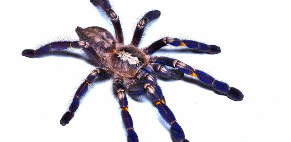 22261 gooty sapphire tarantula molting