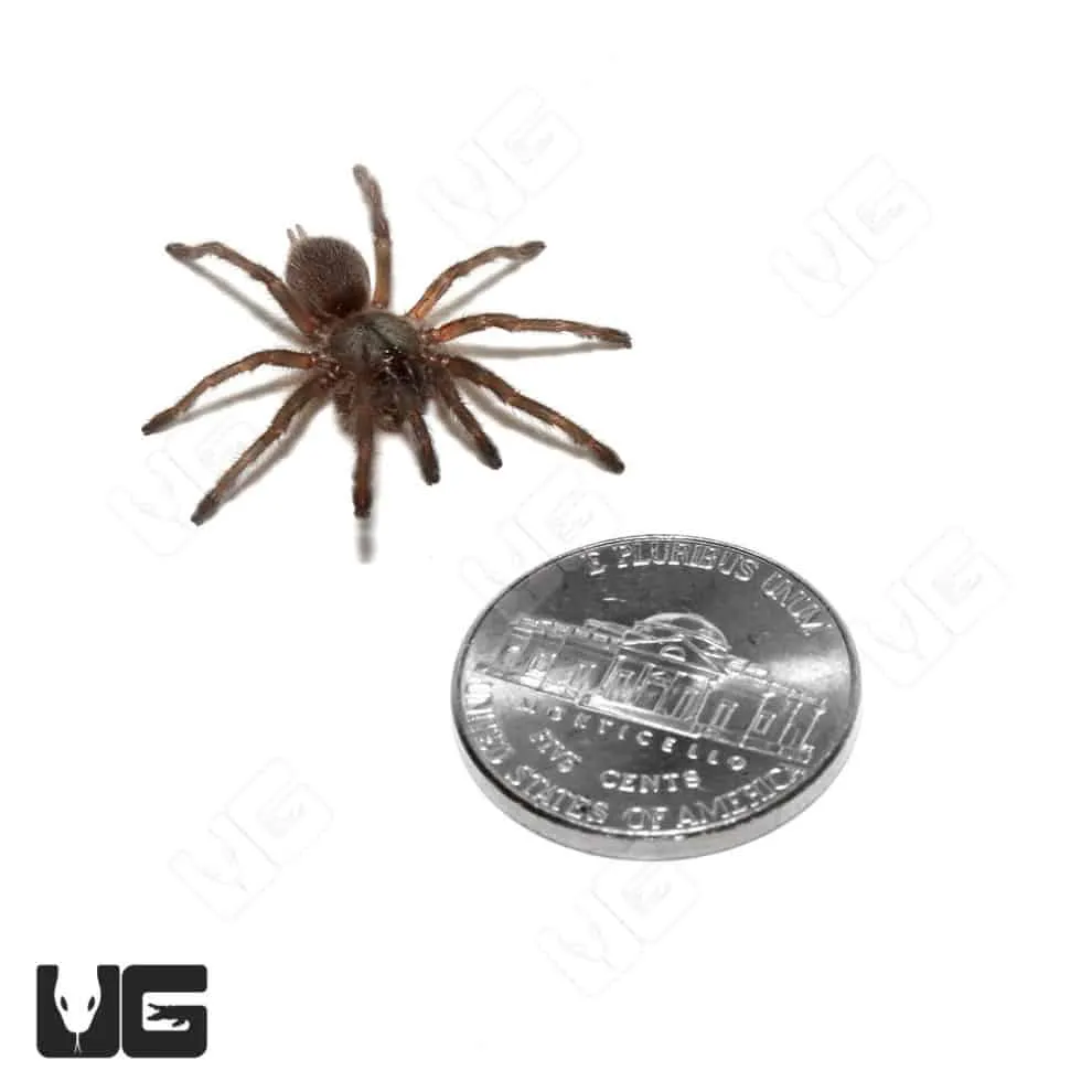 22262 socotra island tarantula breeding