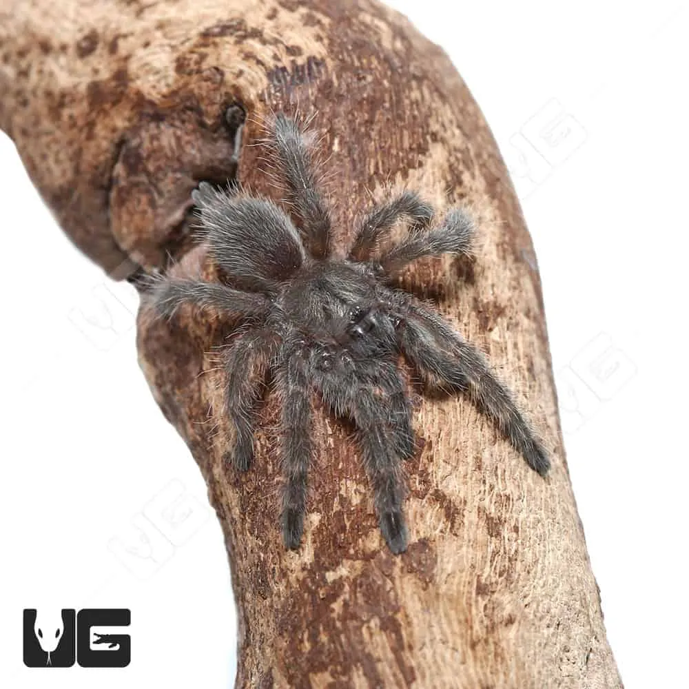 /img/22262-socotra-island-tarantula-conservation.webp