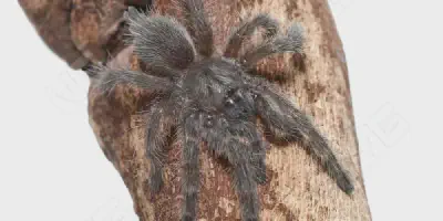 /img/22262-socotra-island-tarantula-conservation.webp
