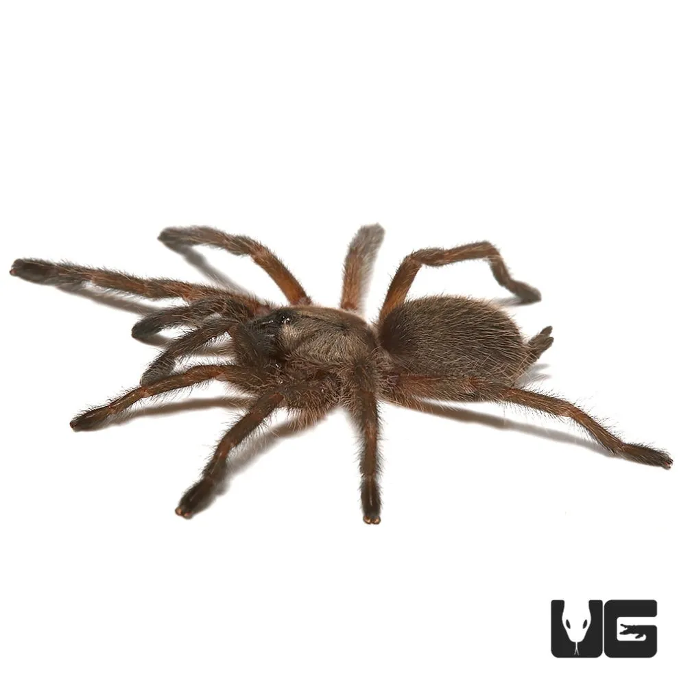 22262 socotra island tarantula enclosure