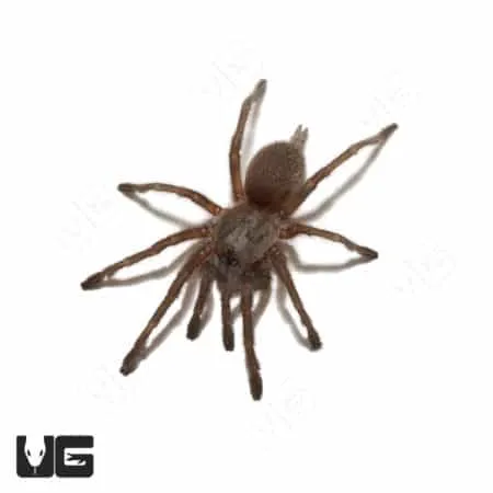 22262 socotra island tarantula feeding