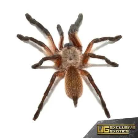 22262 socotra island tarantula habitat