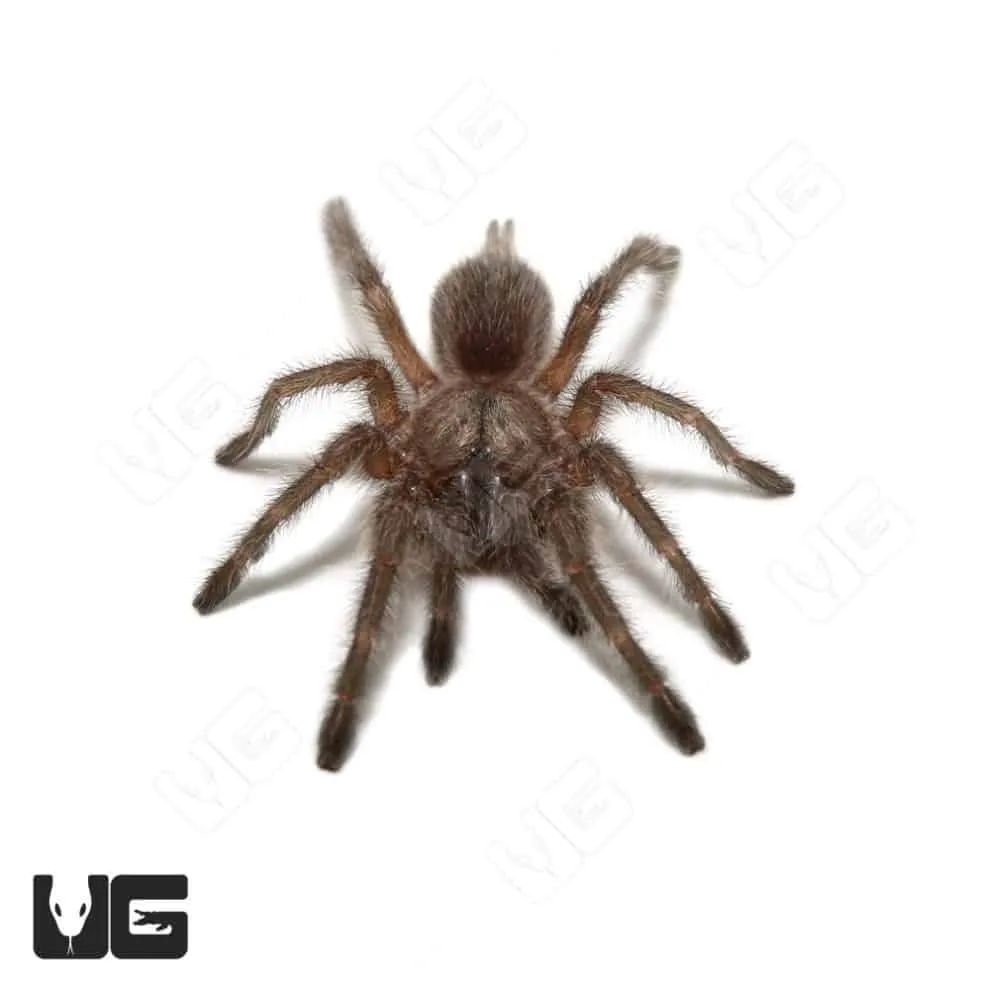 22262 socotra island tarantula handling