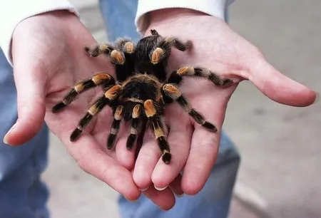 22264 female tarantula