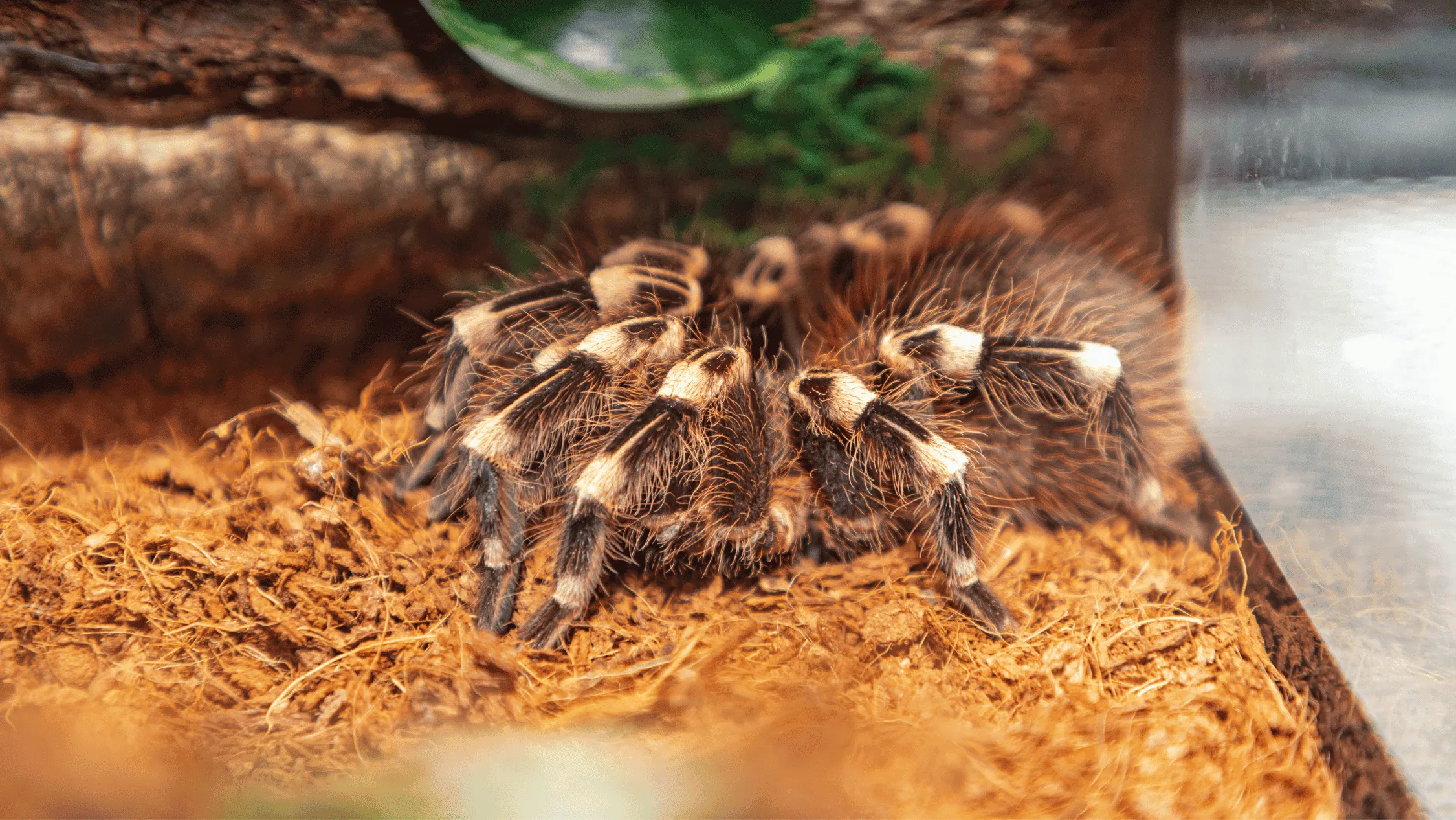 22264 male tarantula