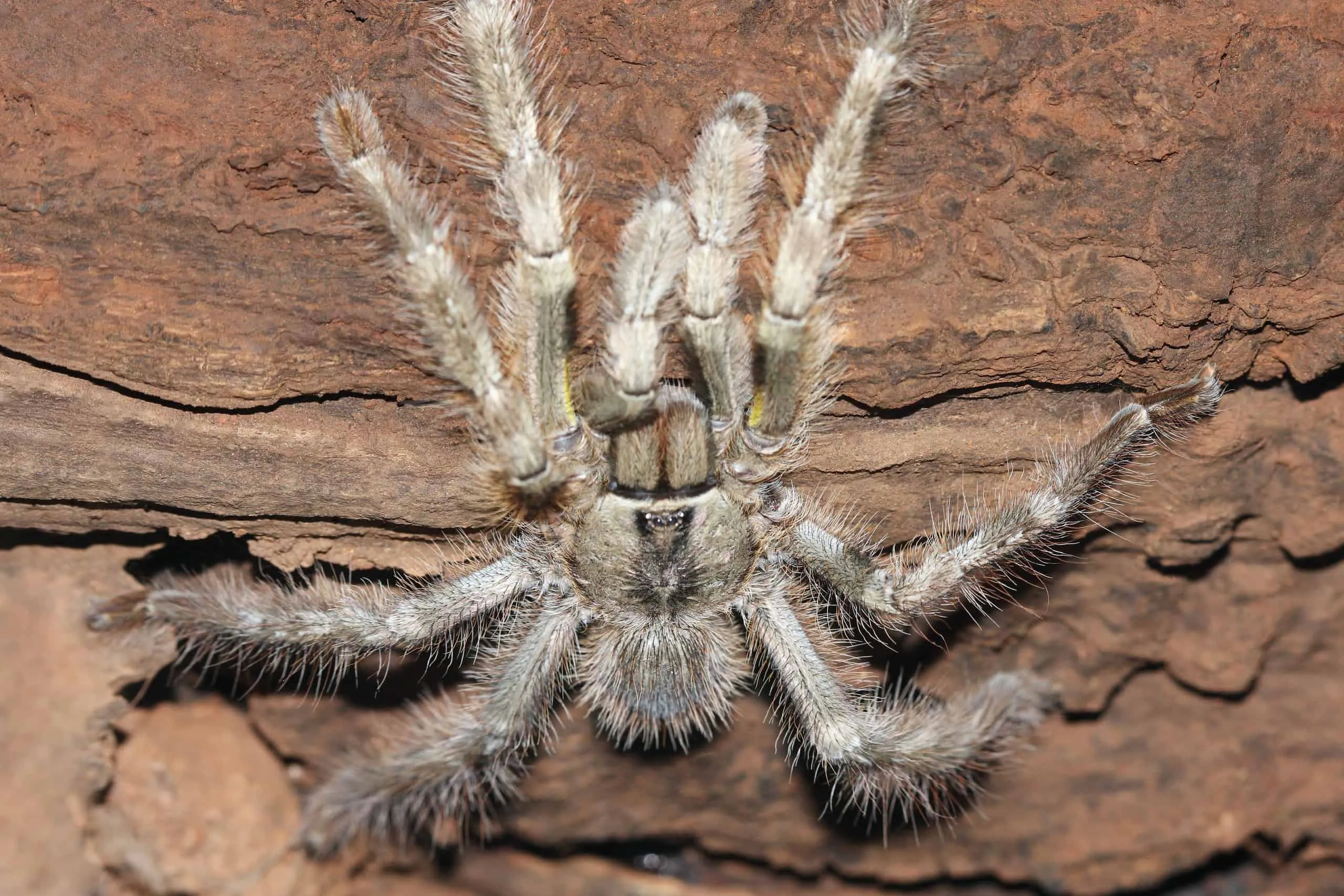 /img/22264-tarantula-species.webp