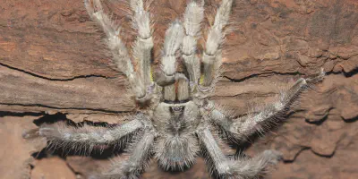 /img/22264-tarantula-species.webp