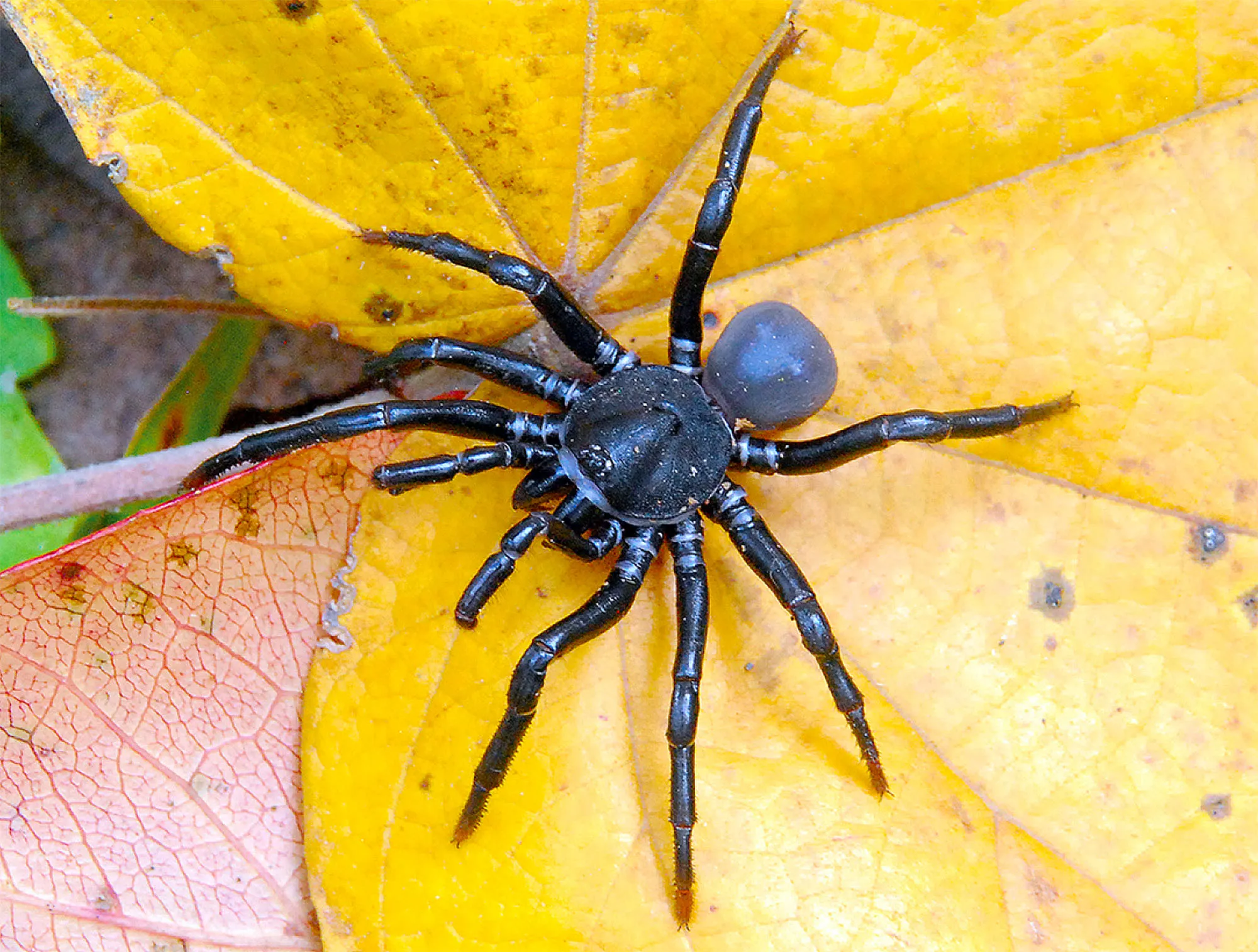 /img/22265-avicularia-tarantula.webp