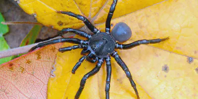 /img/22265-avicularia-tarantula.webp