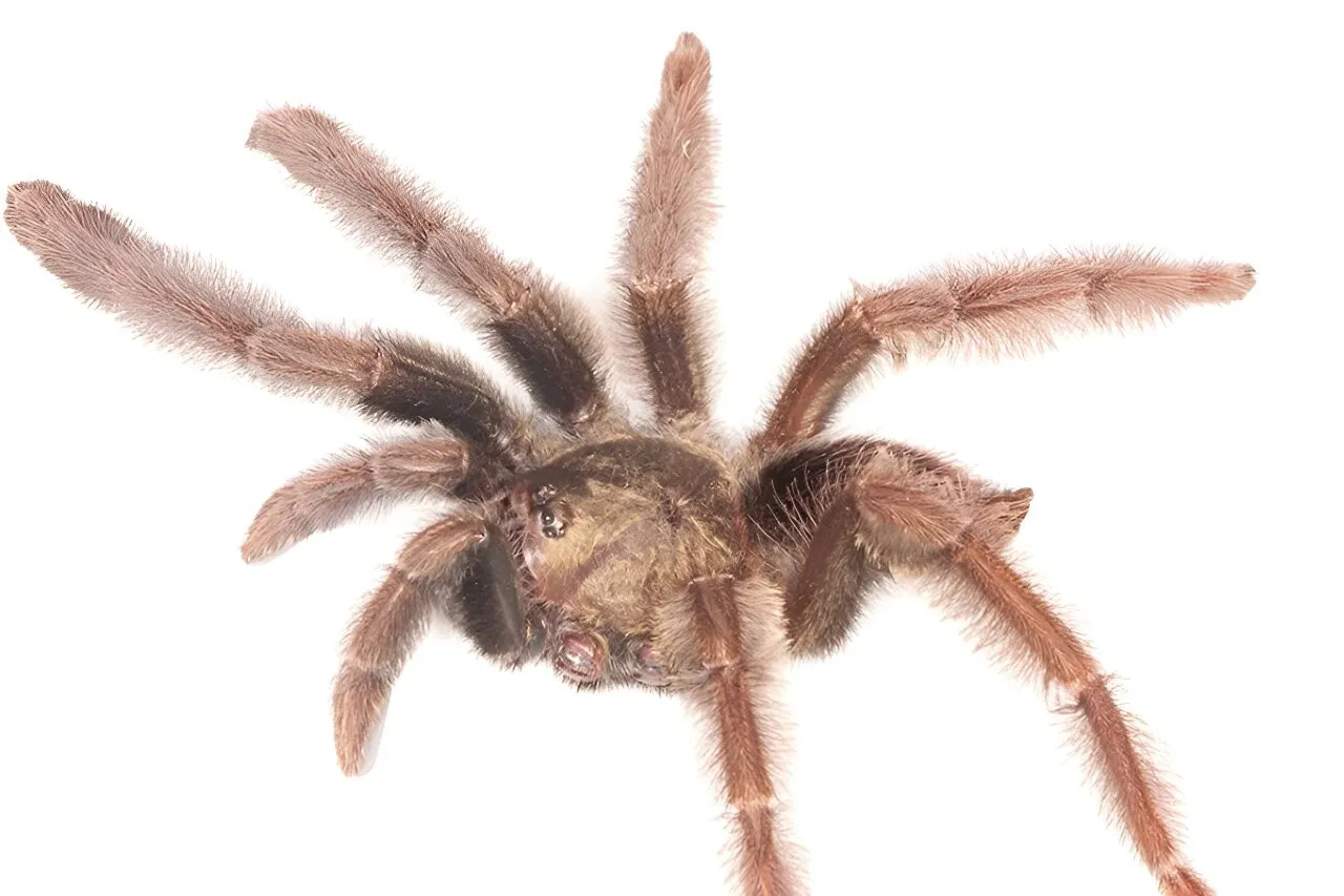 22265 diverse tarantula species