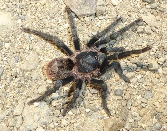 22265 tarantula classification