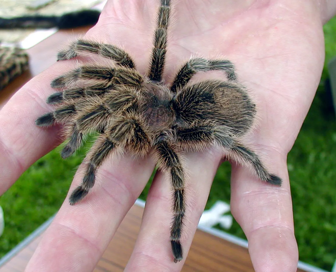 22265 tarantula geographic distribution