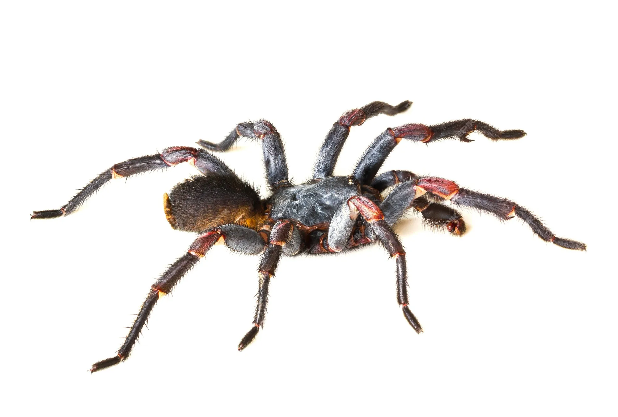 22265 tarantula morphology