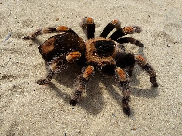 22265 tarantula overview