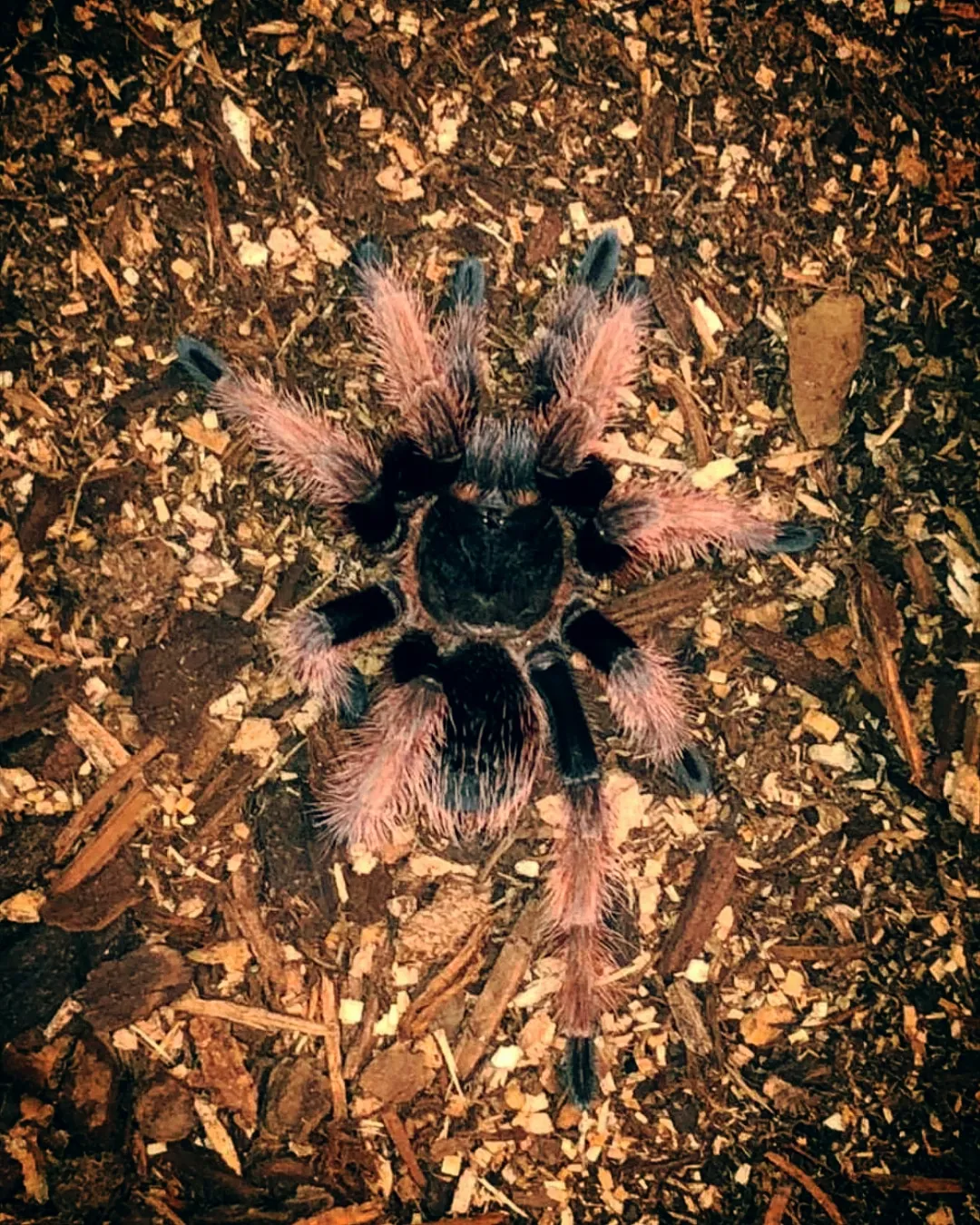 22266 klaasi tarantula close up