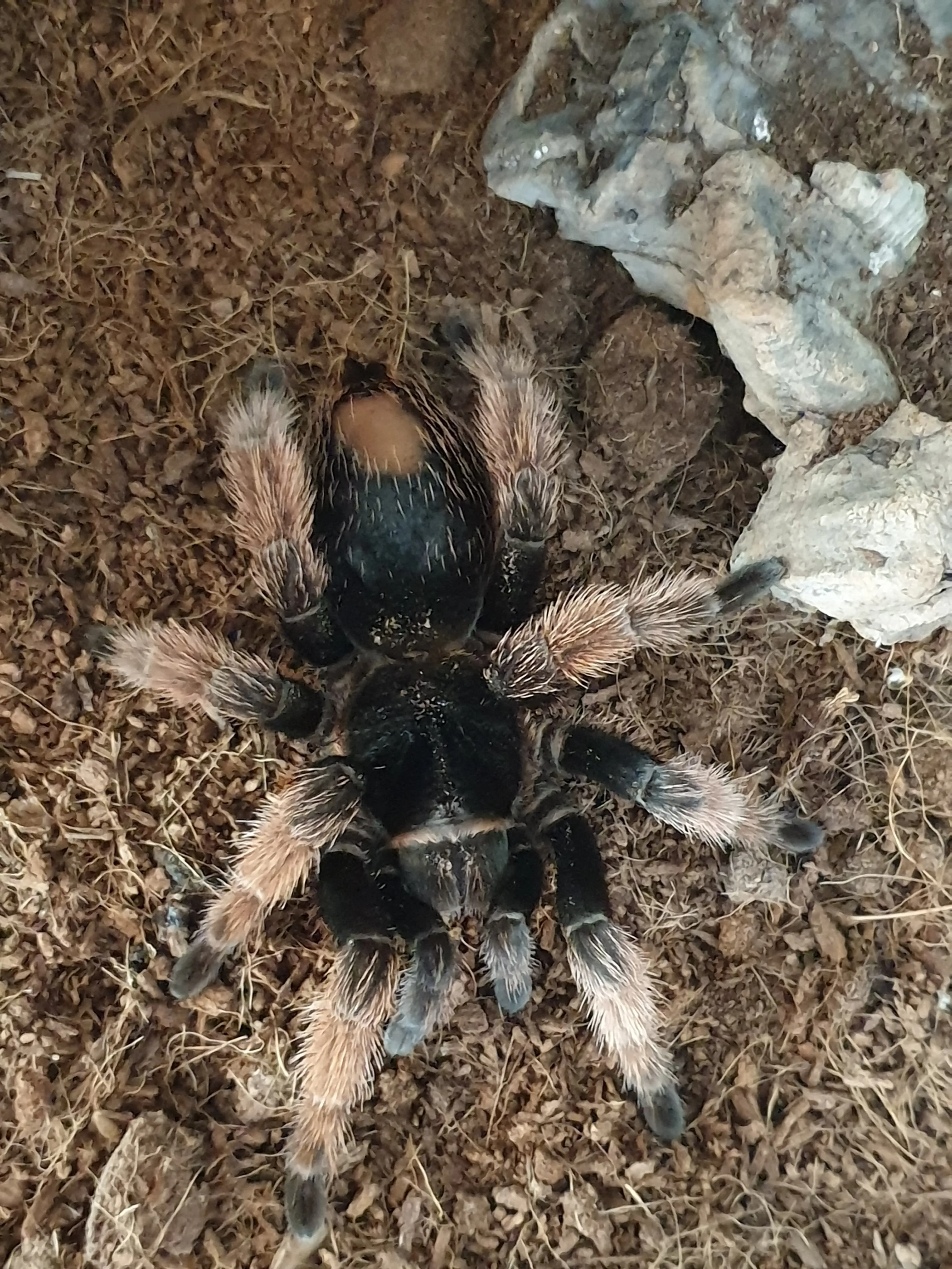 /img/22266-klaasi-tarantula-enclosure.webp