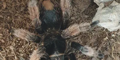/img/22266-klaasi-tarantula-enclosure.webp
