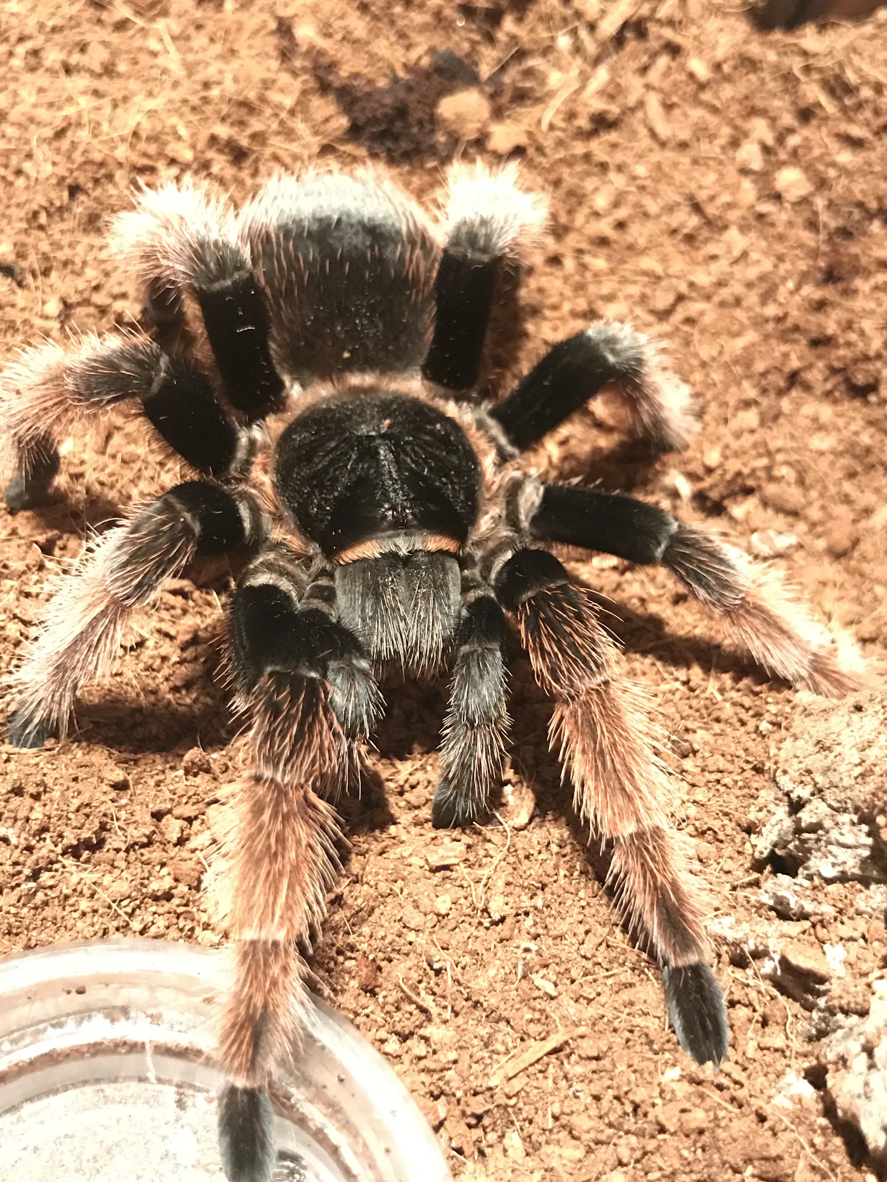 22266 klaasi tarantula feeding