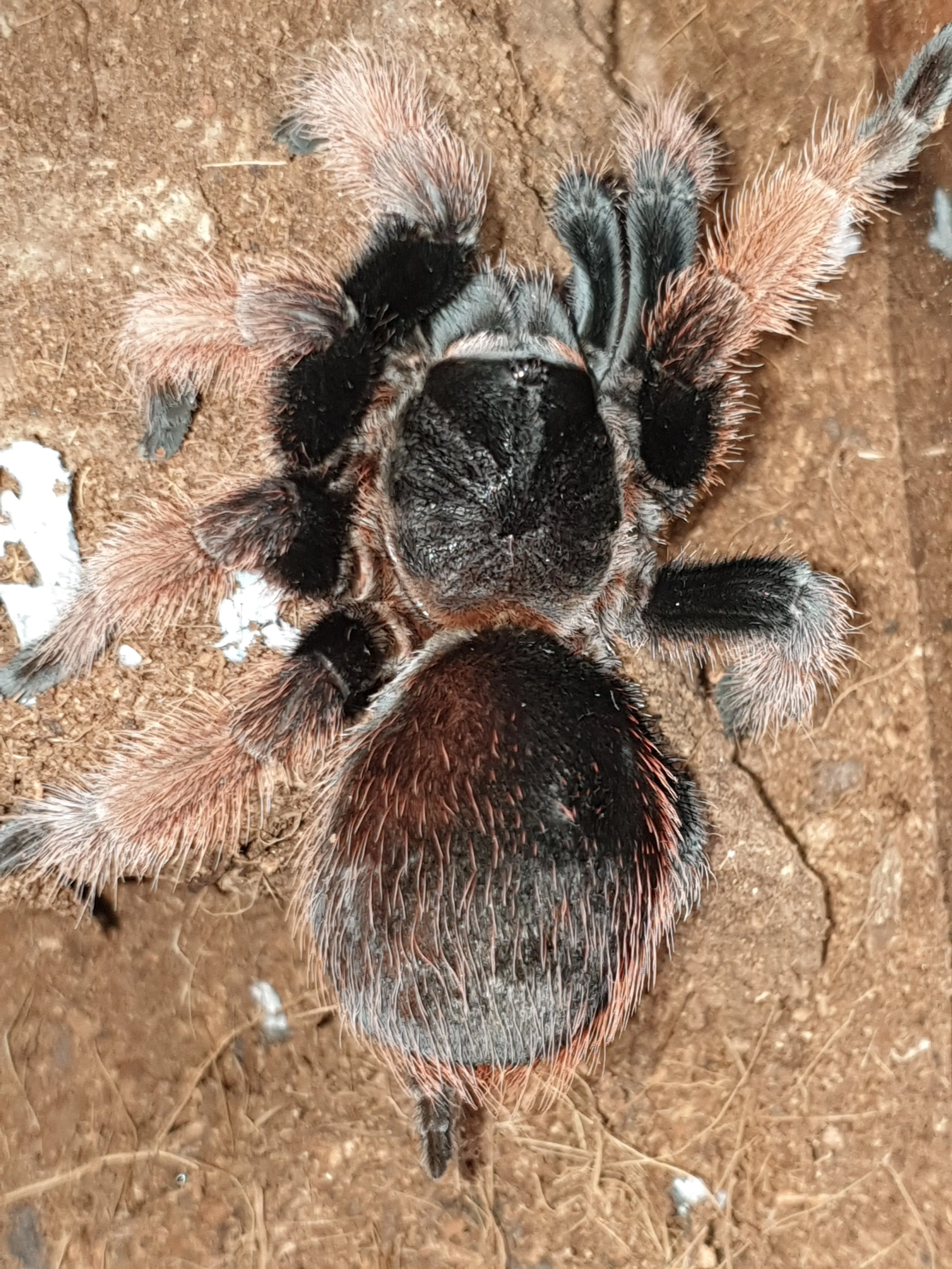 22266 klaasi tarantula handling