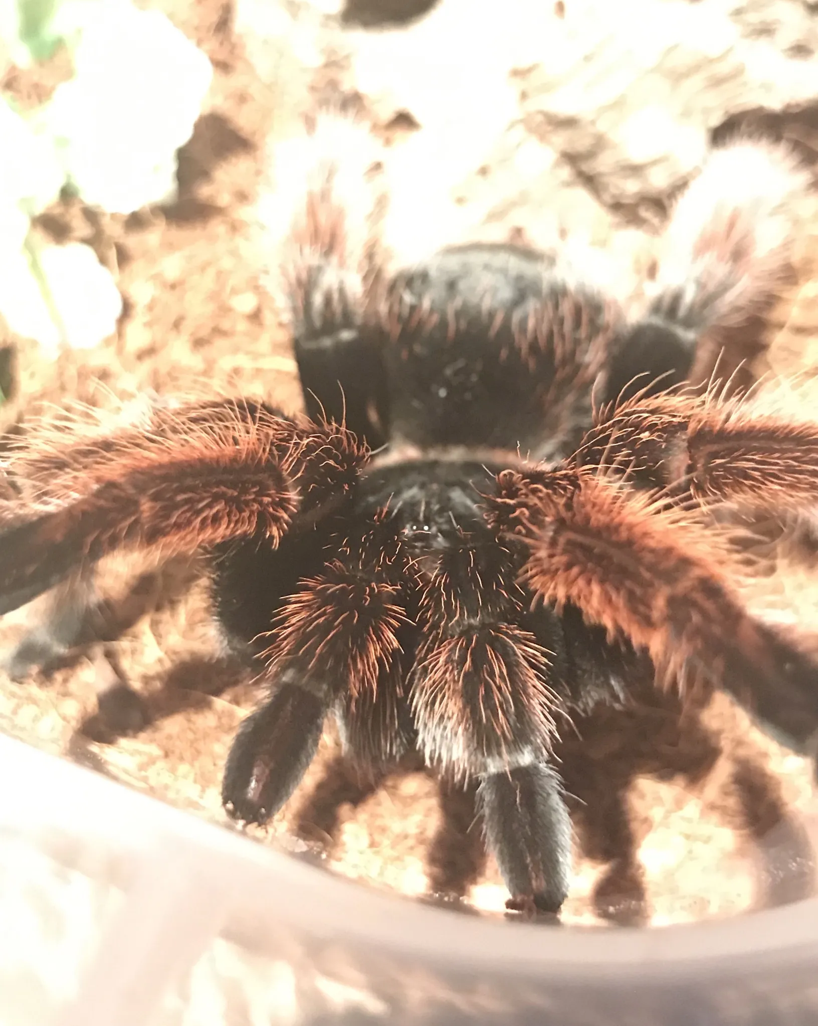 22266 klaasi tarantula molting