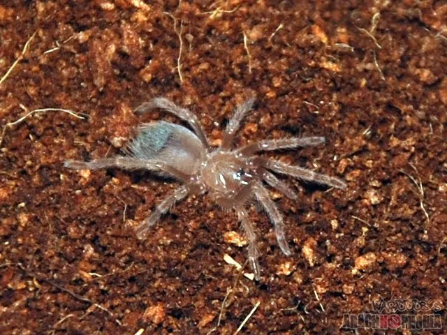 22266 klaasi tarantula vs other species