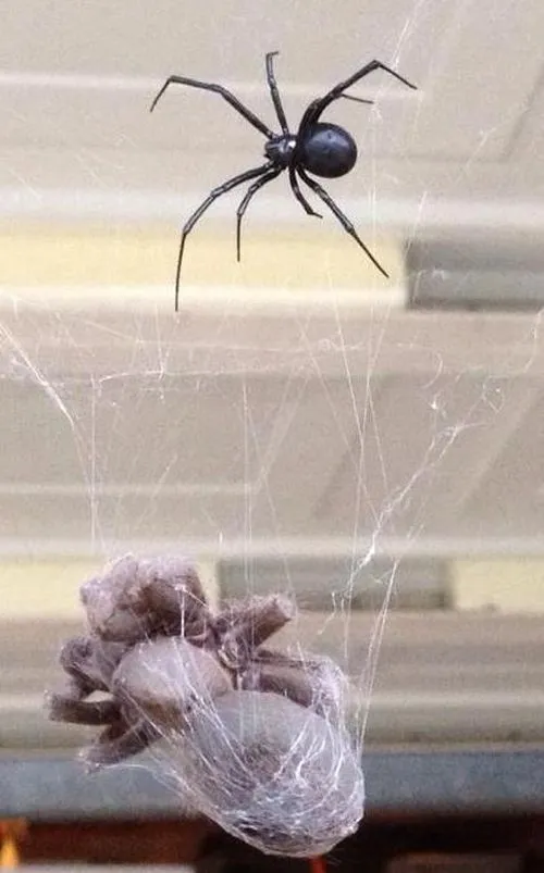 22268 tarantula vs black widow spider 1