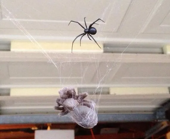 22268 tarantula vs black widow spider 3