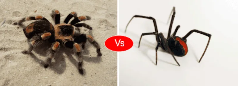 22268 tarantula vs black widow spider 5