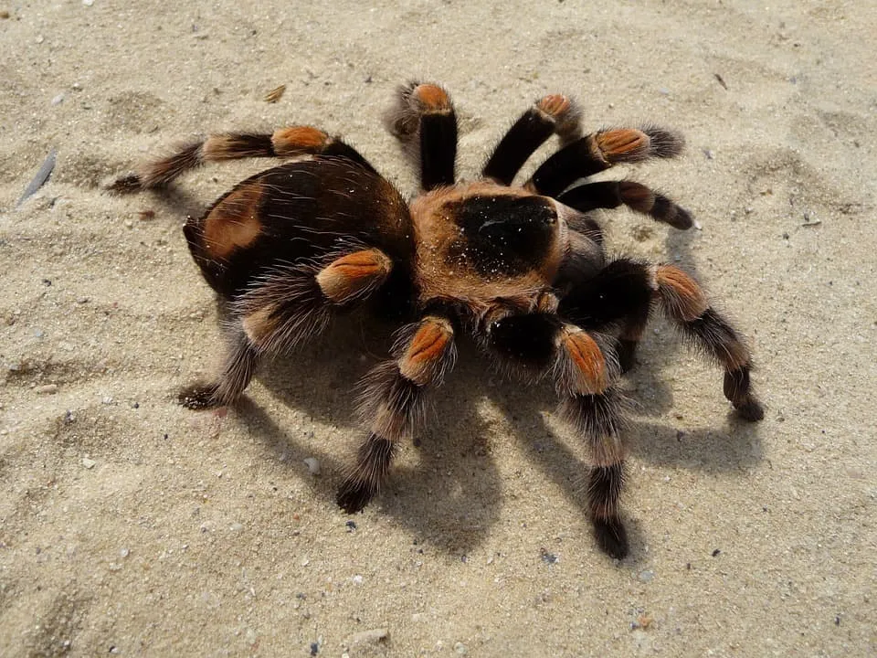 22268 tarantula vs black widow spider 6