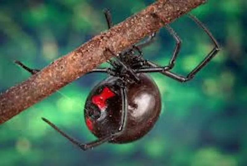 /img/22268-tarantula-vs-black-widow-spider-7.webp