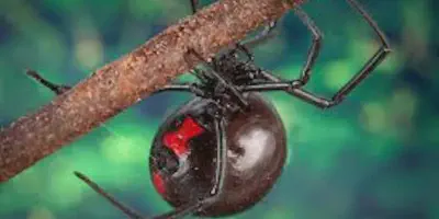 /img/22268-tarantula-vs-black-widow-spider-7.webp