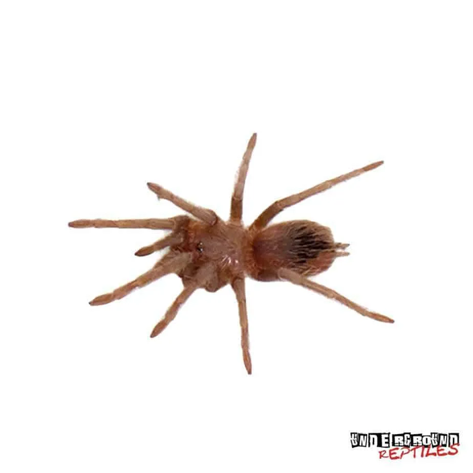 22269 salmon pink tarantula enclosure